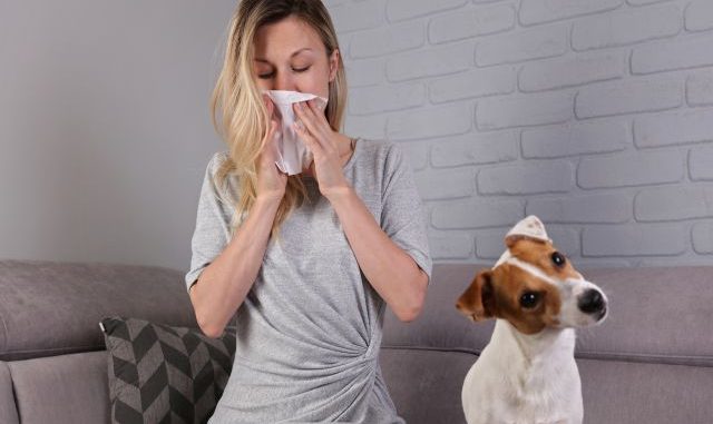 Man having pet allergy symptoms : runny nose, asthma