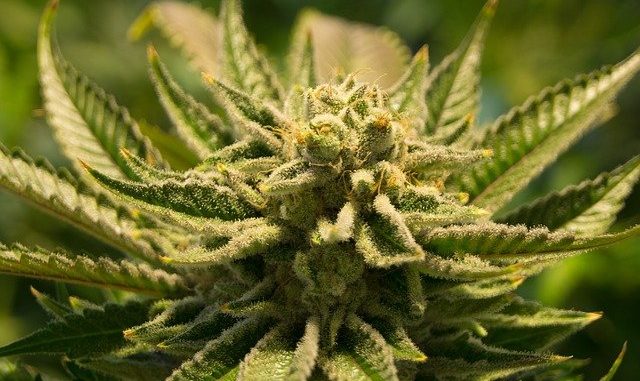 cannabis-2152604_640