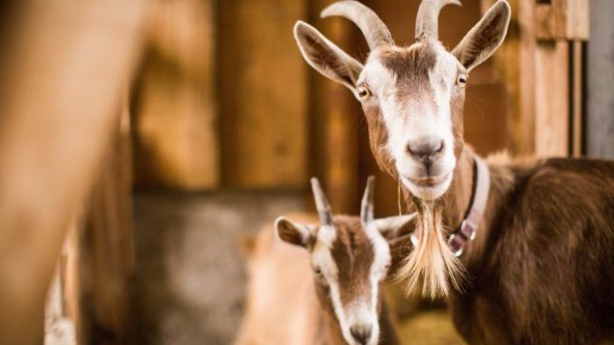 Brown and white mother and baby goats inside a barn