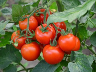Instrukcja pielęgnacji i zbioru pomidorów uprawianych w polu