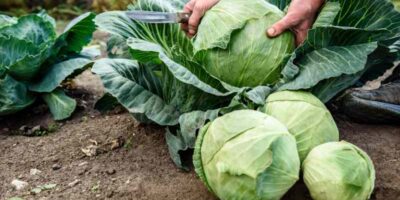 Ekologiczne metody obrony warzyw kapustnych przed szkodnikami w ogrodzie