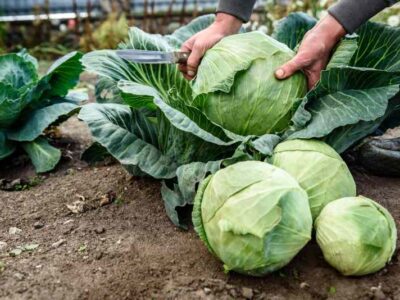 Ekologiczne metody obrony warzyw kapustnych przed szkodnikami w ogrodzie