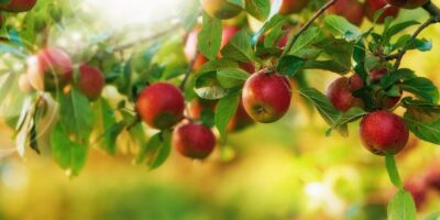 Uprawa nowych odmian jabłoni w ogrodzie - porady dotyczące pielęgnacji i wybór właściwych gatunków