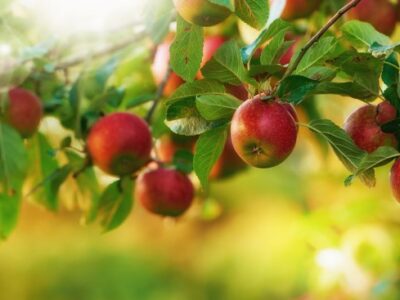 Uprawa nowych odmian jabłoni w ogrodzie - porady dotyczące pielęgnacji i wybór właściwych gatunków