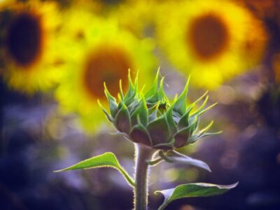 Idealna na skalniaki i rabaty nasłonecznione - Roślina Delosperma Słonecznica