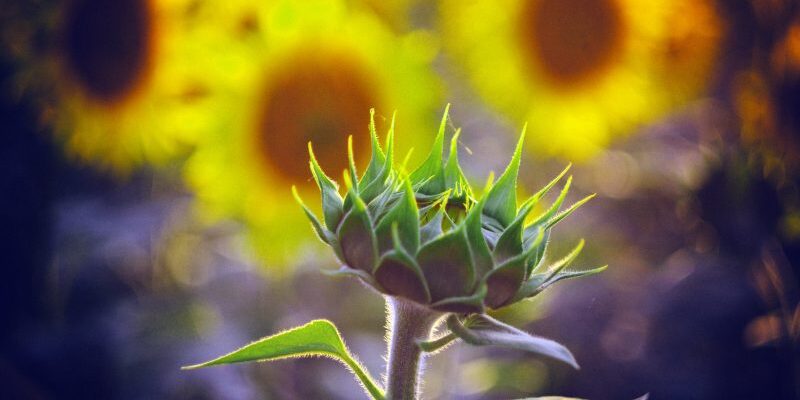 Idealna na skalniaki i rabaty nasłonecznione - Roślina Delosperma Słonecznica