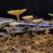 Organizmy niszczące rośliny w glebie – metody walki i prewencja